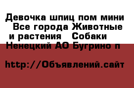 Девочка шпиц пом мини - Все города Животные и растения » Собаки   . Ненецкий АО,Бугрино п.